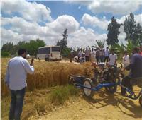 «الريف المصري» ينظم إحتفالية كبرى بيوم حصاد القمح بالبحيرة