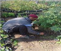 زراعة 110 أشجار مثمرة بمركز المنيا ضمن مبادرة «100مليون شجرة»