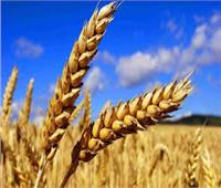 وزير التموين: وصول نسب توريد القمح إلى 2 مليون و400 ألف طن