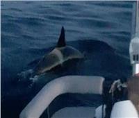 خدمة الإنقاذ البحري الإسبانية: الحيتان القاتلة تغرق يختا في مضيق جبل طارق