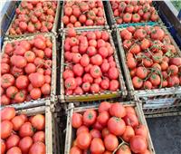 «محصول الطماطم» من أراضي الإسماعيلية لأسواق الجمهورية