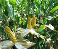 «الزراعة» تصدر توصيات لمكافحة دودة الحشد الخريفية في محصول الذرة