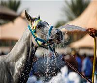 «عرق الخيل».. الأمل الجديد في الطب البديل لعلاج البهاق 