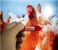 اكتشاف فيروس إنفلونزا الطيور H5N1 في الأبقار.. تحذيرات وتحديات