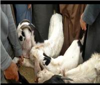 إقبال كبير من المواطنين على سوق الماشية بزفتي بالغربية قبل عيد الأضحى المبارك 