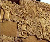 ماذا كانت تمثل «شجرة الجميز» في مصر القديمة؟