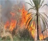السيطرة على حريق اندلع بأشجار نخيل في المنيا 