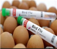 أول وفاة بشرية بسبب إنفلونزا الطيور.. منظمة الصحة العالمية تؤكد