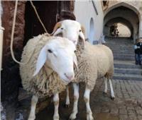 الطب البيطري بالبحر الأحمر يعلن الطوارئ وفتح المجازر بالمجان خلال عيد الأضحى