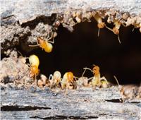 حلول سريعة وآمنة للتخلص من النمل في فصل الصيف