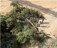 تهذيب «البيئة» ترد على اللغط حول قطع الأشجار
