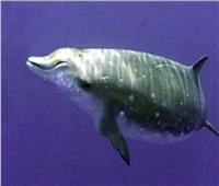 «البيئة» توضح تفاصيل العثور على حوت نافق بالساحل الشمالي