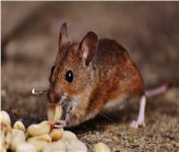 زيوت عطرية تساعد على طرد الفئران من المنزل  