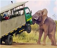 رحلة الموت..  فيل يدهس سائحة أمريكية في زامبيا 
