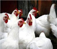 ارتفاع أسعار الدواجن اليوم 25 يوليو
