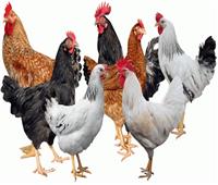 أسعار الدواجن اليوم الأحد 4 أغسطس