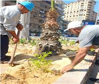 زراعة 3000 شجرة بالمحلة الكبرى بالغربية