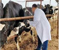 لزيادة الإنتاج.. التلقيح الإصطناعي لـ5625 رأس ماشية بالشرقية 
