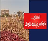 فيديو| «المُسطاح».. كلمة السر لتجفيف البلح بقنا