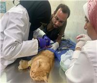الطب البيطرى بالغربية يجري جراحة لقط مصاب لانقاذه.. صور