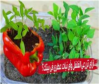 بخطوات بسيطة.. طريقة زراعة الفلفل وأي نبات عطري في بيتك؟
