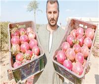انطلاق موسم حصاد «الرمان»