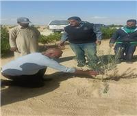 بحوث الصحراء: تقديم الدعم الفني والإرشادي لمزارعي سيناء