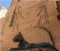مصدر جذب سياحي.. كيف لعبت القطط دورًا مقدسًا في العصور القديمة؟