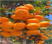 بـ2.280 مليون طن.. الموالح تحتل المركز الأول بقائمة الصادرات الزراعية