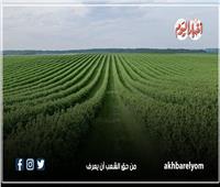 أنواع المحاصيل الشتوية في مصر ومواعيد زراعتها | انفوجراف