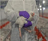 خبراء: تحورات فيروس H5N1 قد تعزز الانتشار لكن المخاطر ما زالت منخفضة