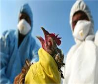 تحورات إنفلونزا الطيور «H5N1» تثير القلق بسبب إمكانية إصابة البشر 