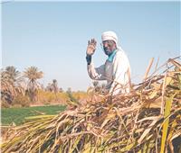 بدء موسم عصير القصب وإنتاج السكر .. وإقبال كبير على التوريد