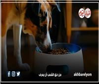 أطعمة لا تقدمها لكلبك| إنفوجراف 