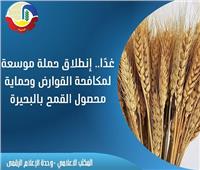 إنطلاق حملة موسعة لمكافحة القوارض وحماية محصول القمح بالبحيرة