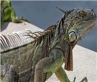 خبراء البيئة العرب: ظهور الإيجوانا في بورسعيد ليس غريبًا وتنتقل للمناطق الضيقة