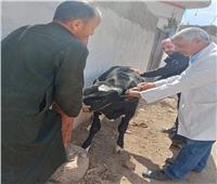 قافلة بيطرية من «الزقازيق» تعالج 2153 حيوانا وطائرا بقرية بالشرقية 