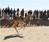 وزير الرياضة يشهد ختام مهرجان الإسماعيلية للهجن