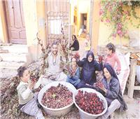 «الكركديه».. رحلة الذهب الأحمر في إسنا
