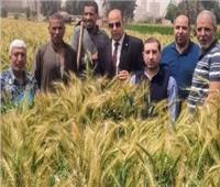 محافظ الجيزة يتابع استعدادات استقبال موسم حصاد القمح 
