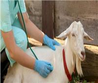 الزراعة: الطب البيطري أحد أضلع مثلث الحفاظ على الإنسان