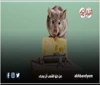 انفوجراف| 9 طرق طبيعية للقضاء على الفئران