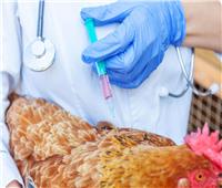 جهل عام وتحذيرات تتصاعد| إنفلونزا الطيور تهدد الصحة الأمريكية