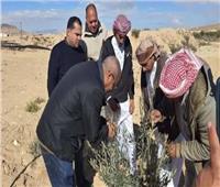 حملات إرشادية لرفع كفاءة إنتاجية الزيتون بوسط سيناء 