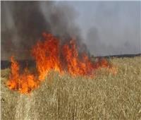 السيطرة على حريق هائل في حقل قمح بالمنيا