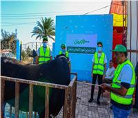 رفع درجة الاستعداد بمحافظة أسيوط لاستقبال عيد الأضحى.. ذبح الأضاحي بالمجان