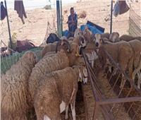  في عيد الأضحى| كيف نغرس في أطفالنا معنى الأضحية وروح العطاء؟