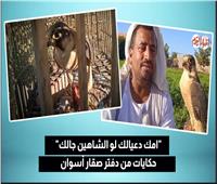 حلم المليون جنيه من صيد الجوارح.. حكايات من دفتر صقار أسوان | فيديو