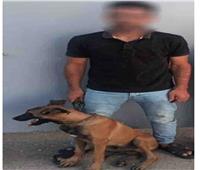 ضبط المتهم بدفع «كلب شرس» على أحد الأشخاص بالدقهلية 