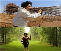 من دموع أم إلى غابة خضراء.. وعد زرعت الحياة في صحراء الصين